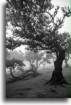 Mystical Shapes::Fanal Forest, Madeira, Portugal::