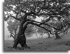 Centuries-old Trees::Fanal Forest, Madeira, Portugal::