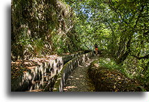 Levada Trail::Levada Fajã do Rodrigues, Madeira, Portugal::