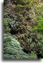 Evergreen Forest::Levada Fajã do Rodrigues, Madeira, Portugal::