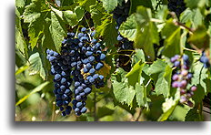 Local Grapes::Douro Valley, Portugal::